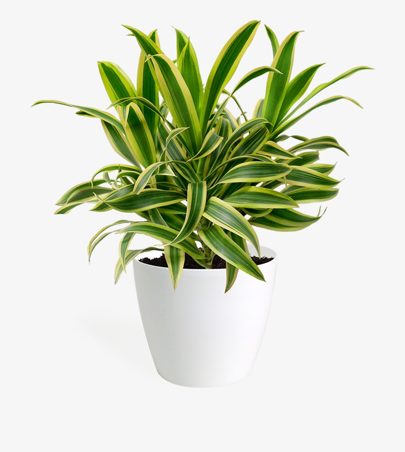 Dracaena Song Of India Small - Houseplant, transparent png download