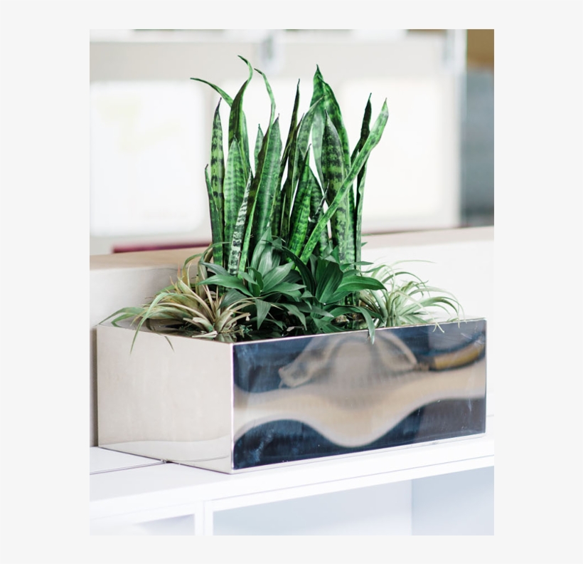 Metallic Table Top Box - Houseplant, transparent png download