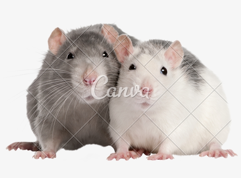 Cute Pet Rats - Rat Png Cute, transparent png download