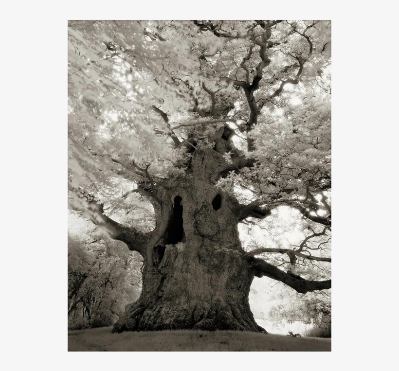 Woman Spends 14 Years Photographing World's Oldest - Very Old Tree, transparent png download