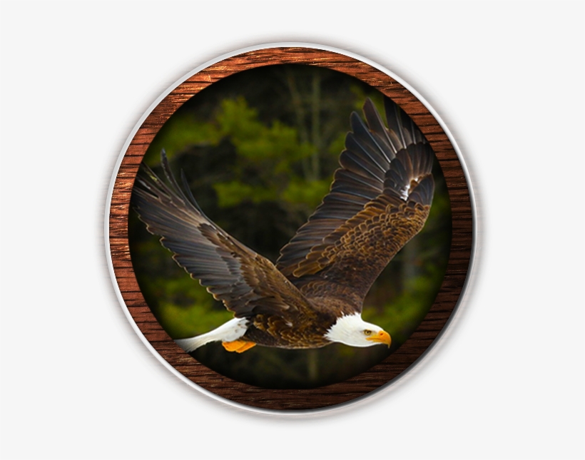 Fvwd American Eagle Web Design - Imagen Isaias 40 31, transparent png download
