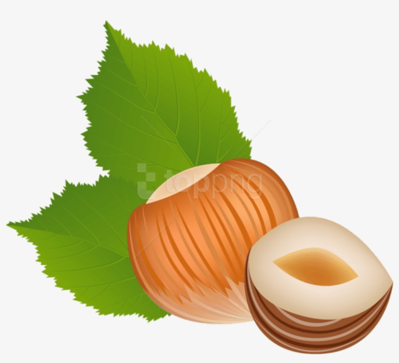 Free Png Download Hazelnut Transparent Clipart Png - Hazelnut Clipart Transparent, transparent png download