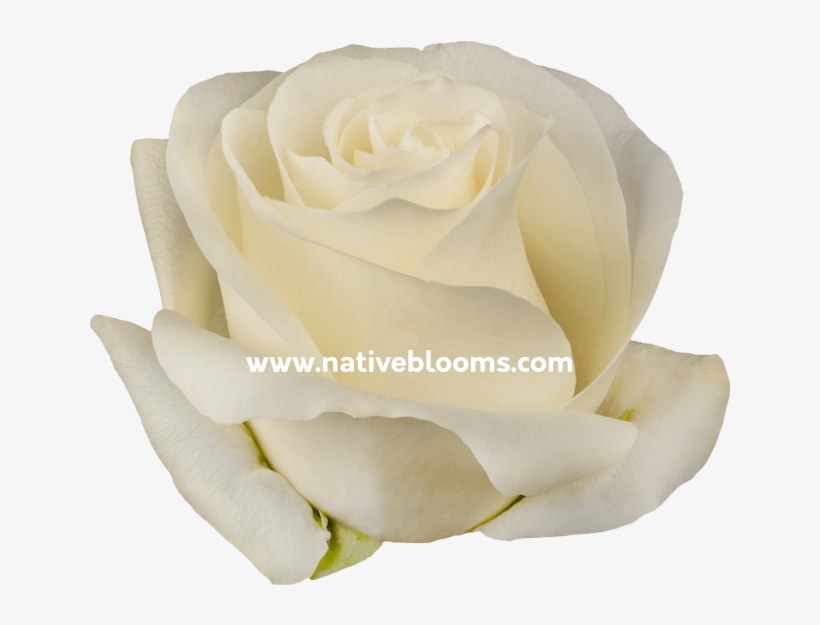 Proud Roses - Floribunda, transparent png download