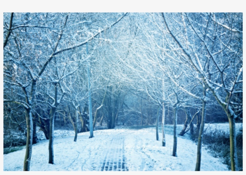 #winter #road #trees #wintertrees #background, transparent png download