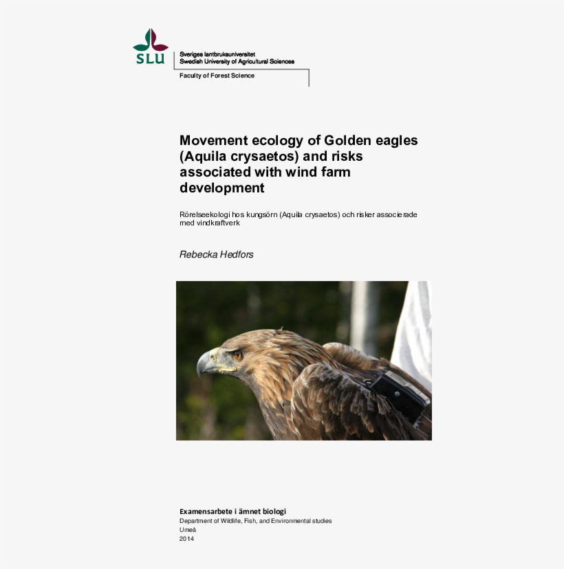 Pdf - Golden Eagle, transparent png download
