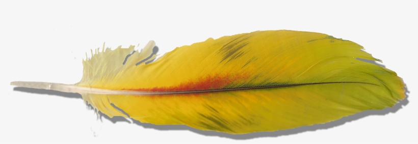Yellow Parrot Feather Yellow Parrot Feather - Macaw Feather Png, transparent png download