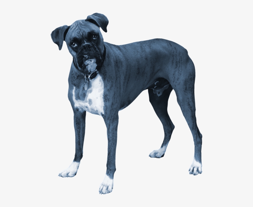 It's Been A Week In Trump's America And We Are All - Pets, transparent png download