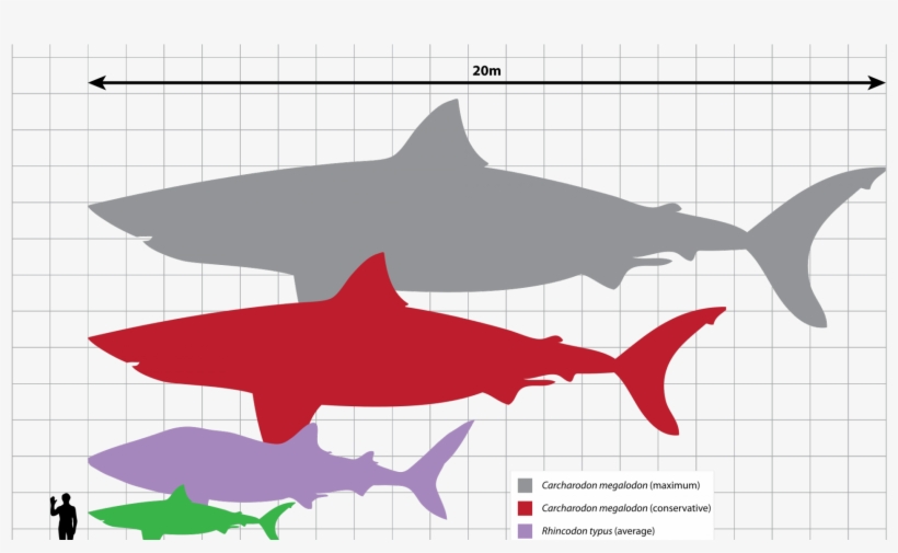 Size Of The Meg, transparent png download