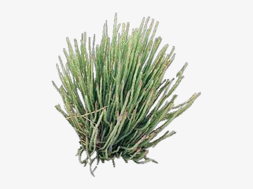 Product Item - Lavandula Dentata, transparent png download