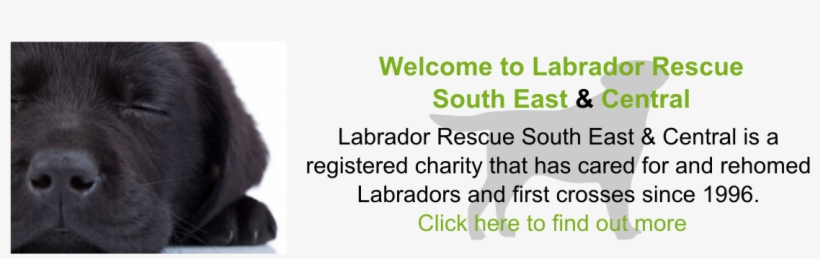 Picture Of Black Labrador Click Here To Find Out More - Sim Lock, transparent png download