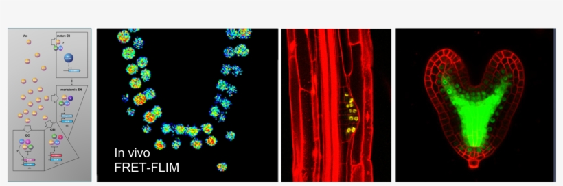 During Multicellular Development, The Specification - Darkness, transparent png download