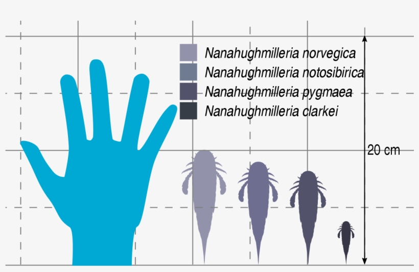 File - Nanahughmilleria Size - Svg - Illustration, transparent png download