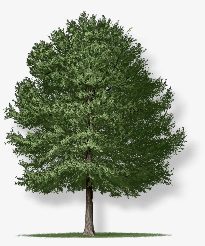 Tree Height - Willow Oak Tree, transparent png download