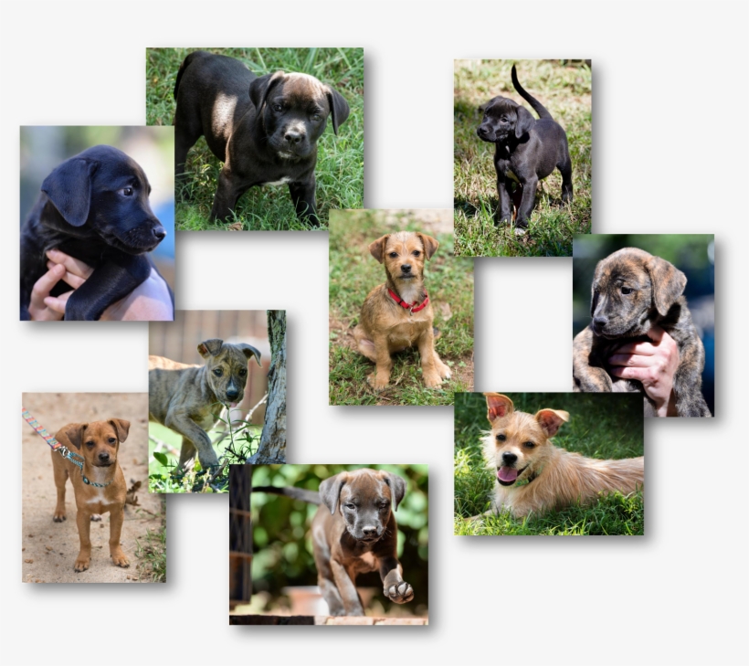 Stepping Stones Canine Rescue - Boxer, transparent png download