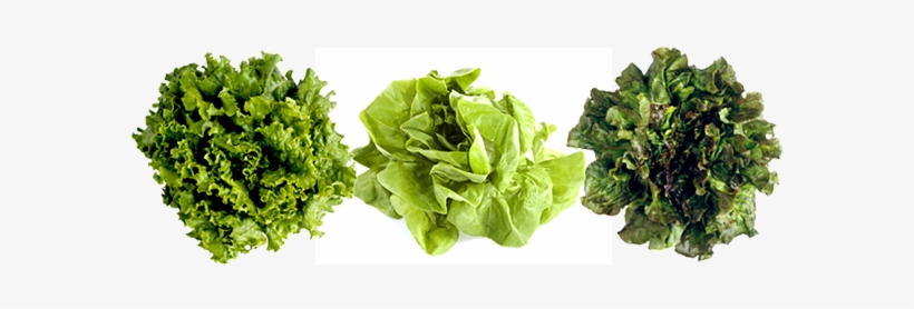 Lettuce Png Picture - Leaf Lettuces, transparent png download