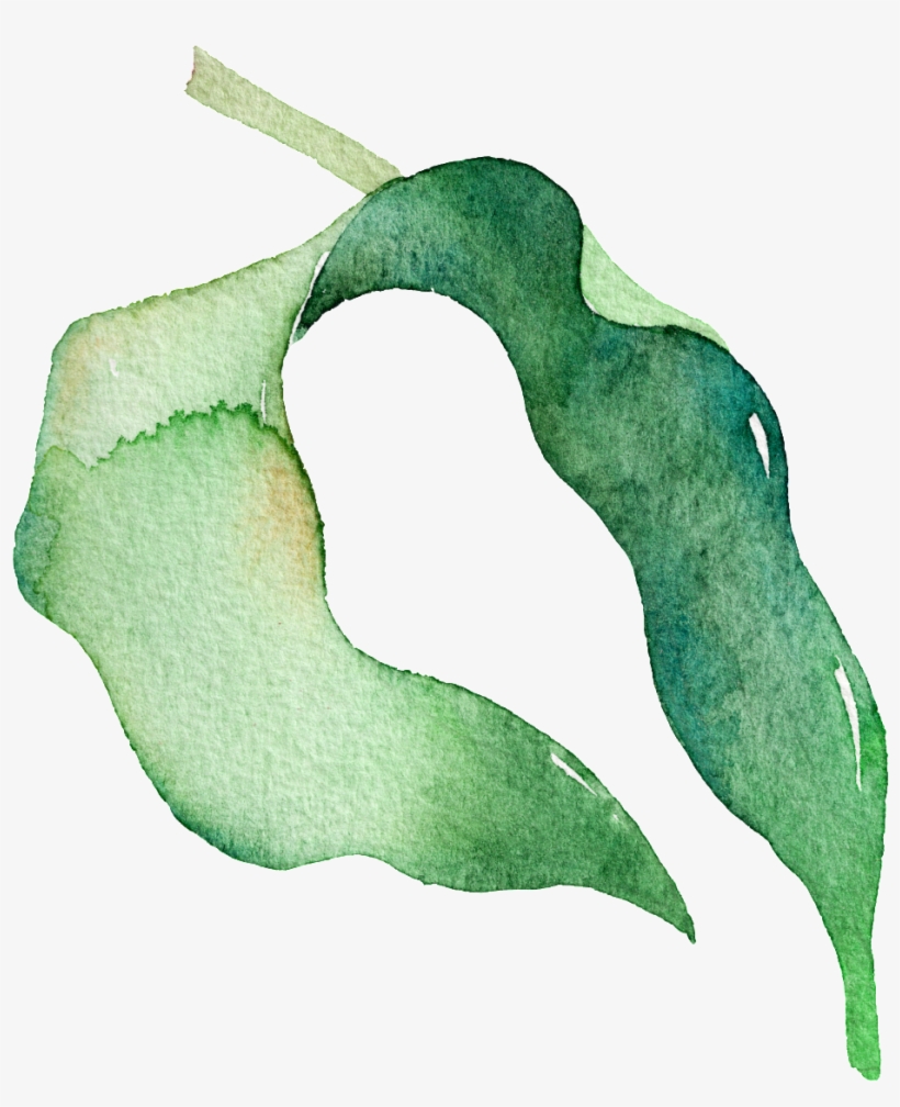 Green Watercolor Pea Leaf Cartoon Transparent Material - Leaf, transparent png download