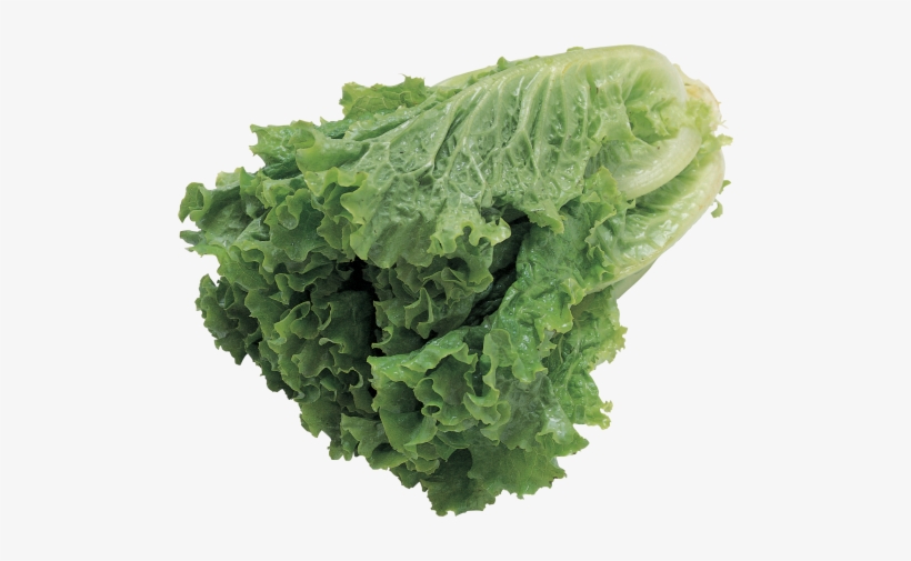 Lettuce - Butter Lettuce Vegetable Seeds, transparent png download
