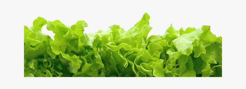 Catering Aprisa Mexican Cuisine - Vegetarian, transparent png download