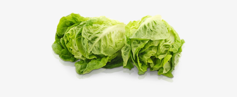 Little Gem Lettuce - Vitaminas Y Minerales Lechuga, transparent png download