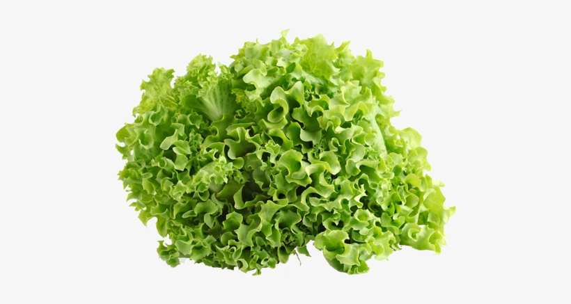 Green Ice Lettuce - Vegetables Lettuce, transparent png download