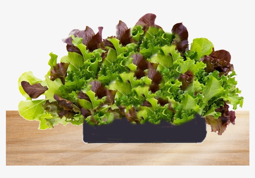 Freshly Bought Living Lettuce - Superfood, transparent png download