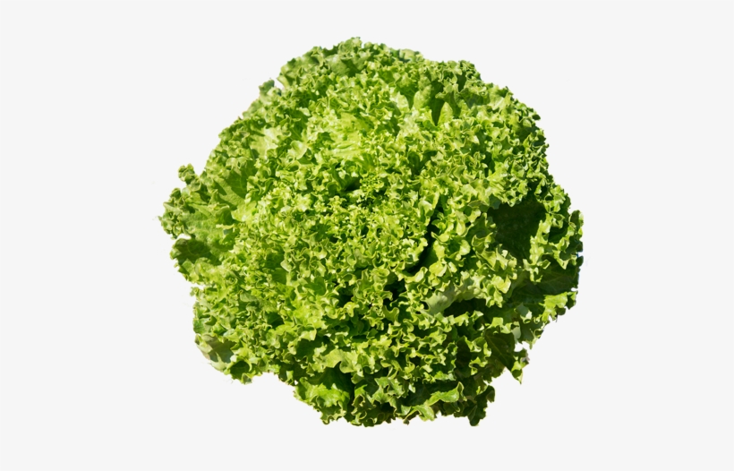 Batavia - Cauliflower, transparent png download