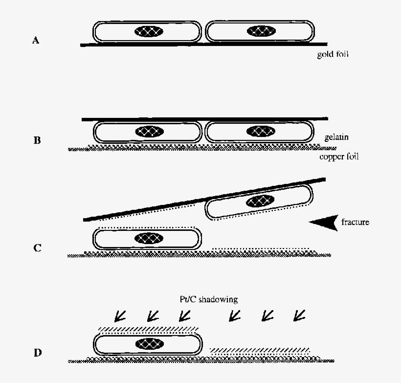 Cells Were Grown On Thin Gold Foil - Drawing, transparent png download