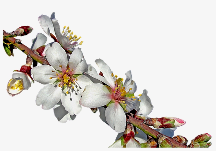 Almond Branch In Bloom Free Image On Pixabay - Almendro En Flor Png, transparent png download