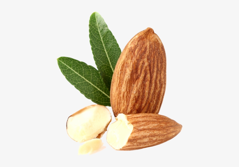 Almond Sm Isolated Copy - Almond Png, transparent png download