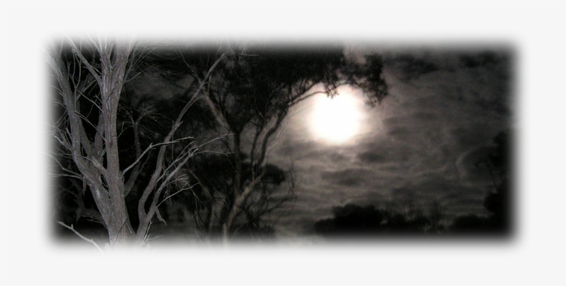 Our Dead Woods Forest Is An Outdoor Attraction Surrounded - Scary Night Time, transparent png download