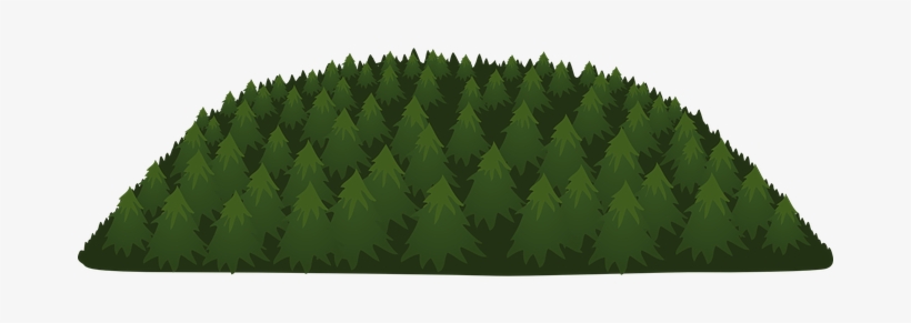 Forest Trees Green Environment Nature Foli - Pine Trees Vector Png, transparent png download