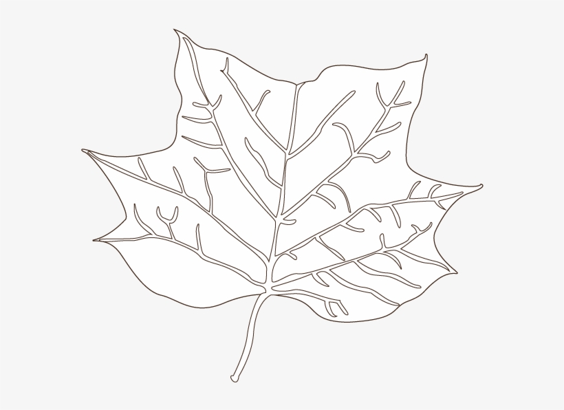 Tulip Tree Leaf Illustration - Tulip Tree, transparent png download