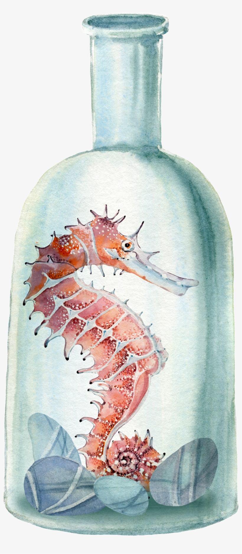 Hand Painted Seahorse Png Transparent In The Bottle - Dendrobranchiata, transparent png download