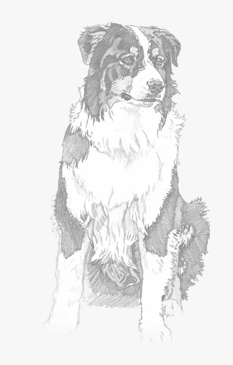 "the Eyes Of North America - Companion Dog, transparent png download