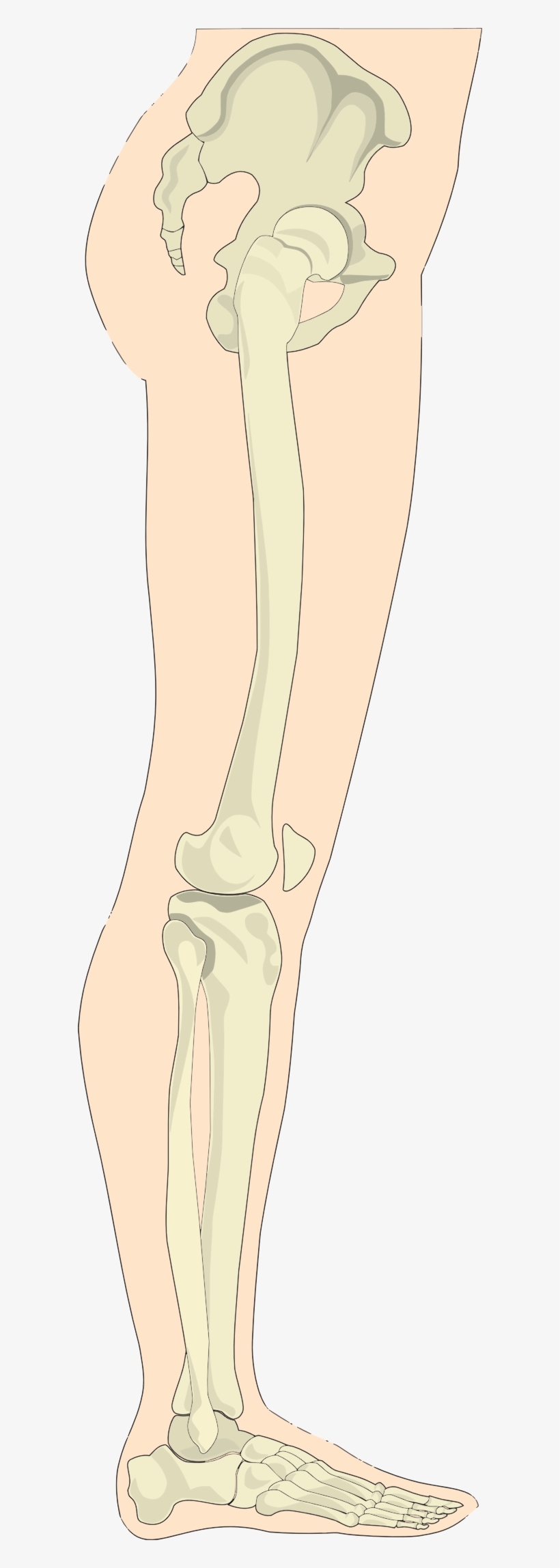 This Free Icons Png Design Of Human Legs Sideview, transparent png download