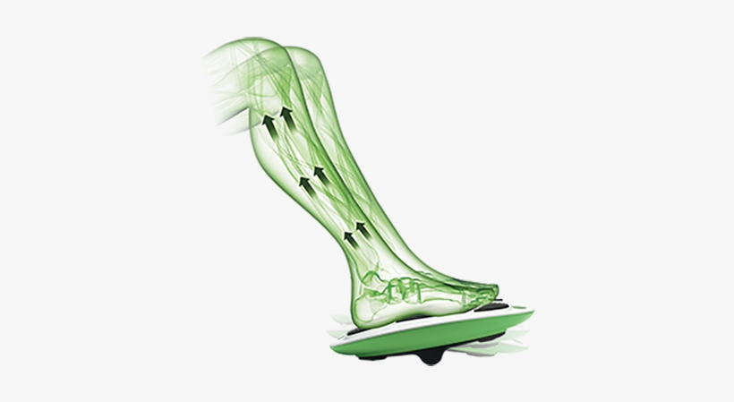 Anatomic Legs Image - Anatomy, transparent png download