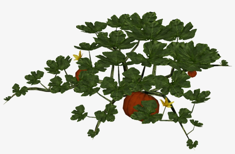 Pumpkin Plant, transparent png download