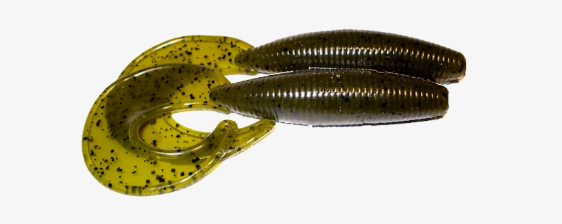 Parent Directory - Marine Invertebrates, transparent png download