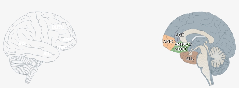 Human Brain Clipart Png Download - Portable Network Graphics, transparent png download