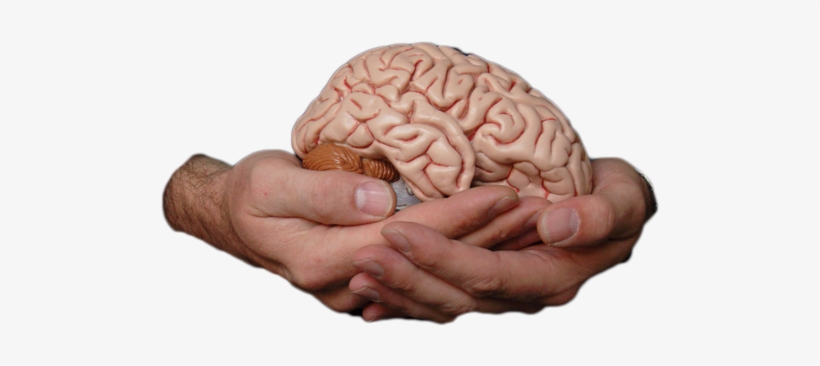 Alg Model Jpg Clip Art Library How - Your Brain, transparent png download