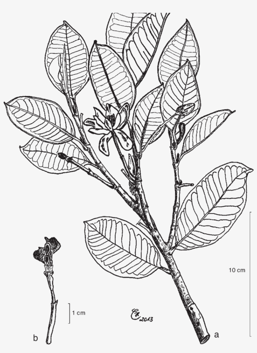 Magnolia Sulawesiana Brambach, Noot - Maryland Blue Crab Drawing, transparent png download