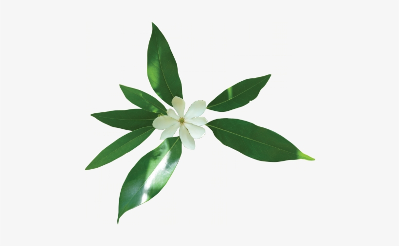 Sweetbay Magnolia, transparent png download