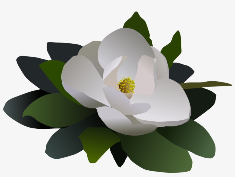 Sacred Lotus Magnolia Petal Computer - Clip Art, transparent png download