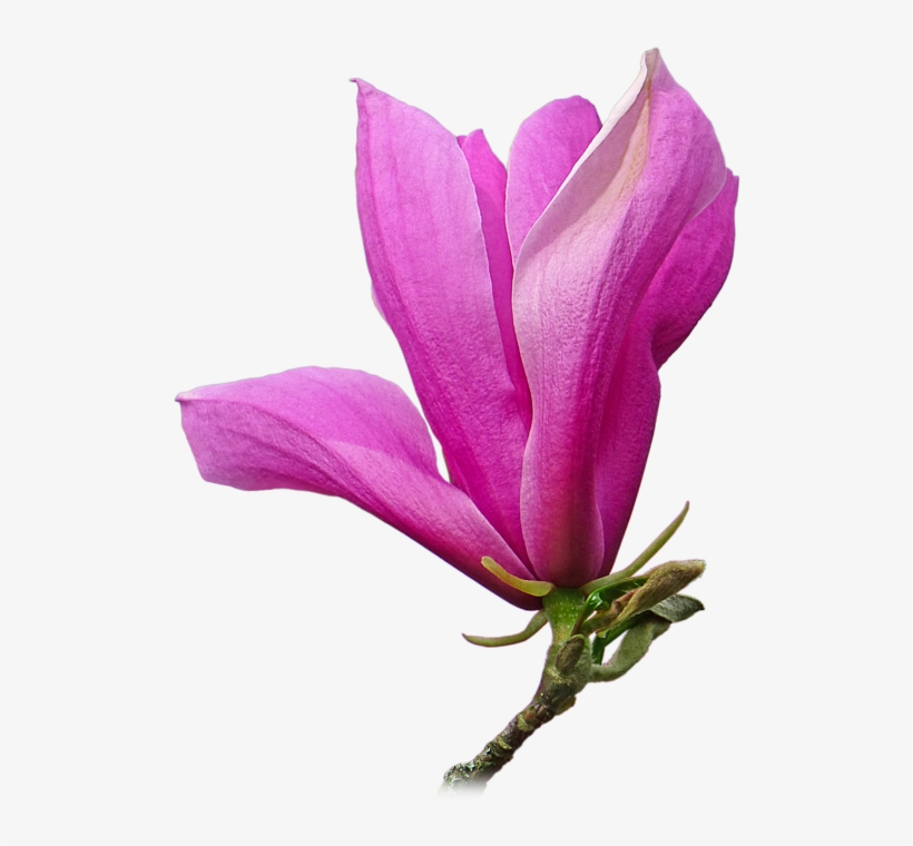 Pink Magnolia Flower Gill Billington Click And Drag - Magnolia, transparent png download