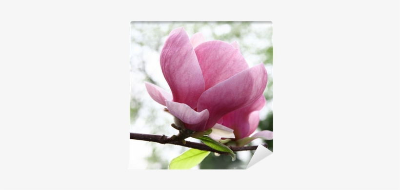 Chinese Magnolia, transparent png download