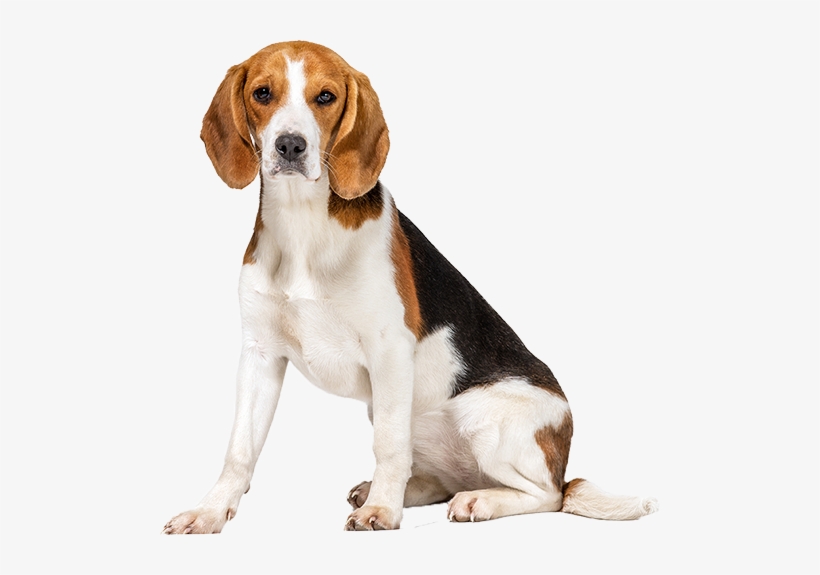 Best Dog Food For Beagles - Thunderworks Grey Thundershirt For Dogs M, transparent png download