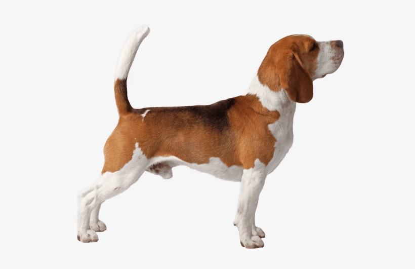 Beagle - English Foxhound, transparent png download