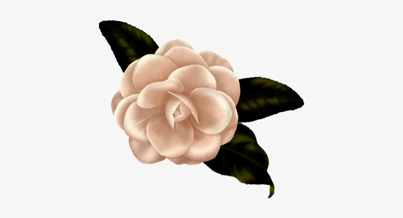 Wp Ch Flower5 Wp Ch Flower9 Wp Ch Flower10 - Flower, transparent png download