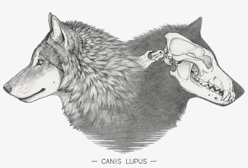 Canis Lupus - Sketch, transparent png download
