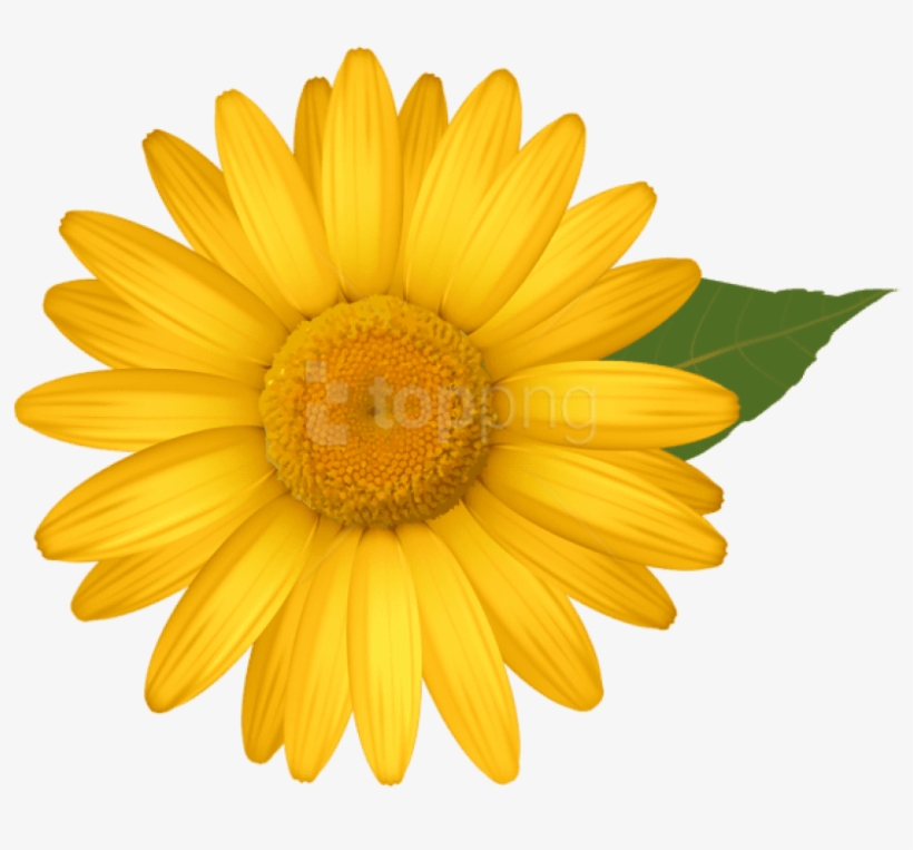 Free Png Download Yellow Daisy Png Images Background - Yellow Daisy Clipart, transparent png download